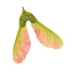 <p>Winged for wind dispersal</p>