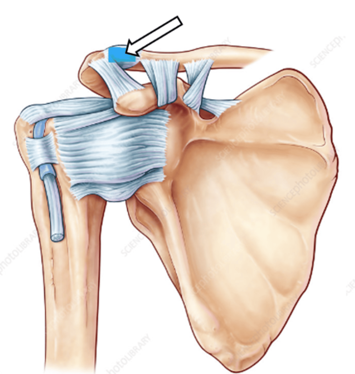 <p>name the articulation/joint</p>