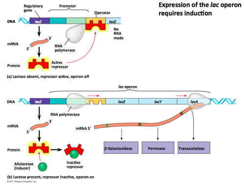 <p>a promoter/operator pair that services multiple genes; the <strong>lac operon</strong> is a well-known example → helps bacteria digest lactose</p>