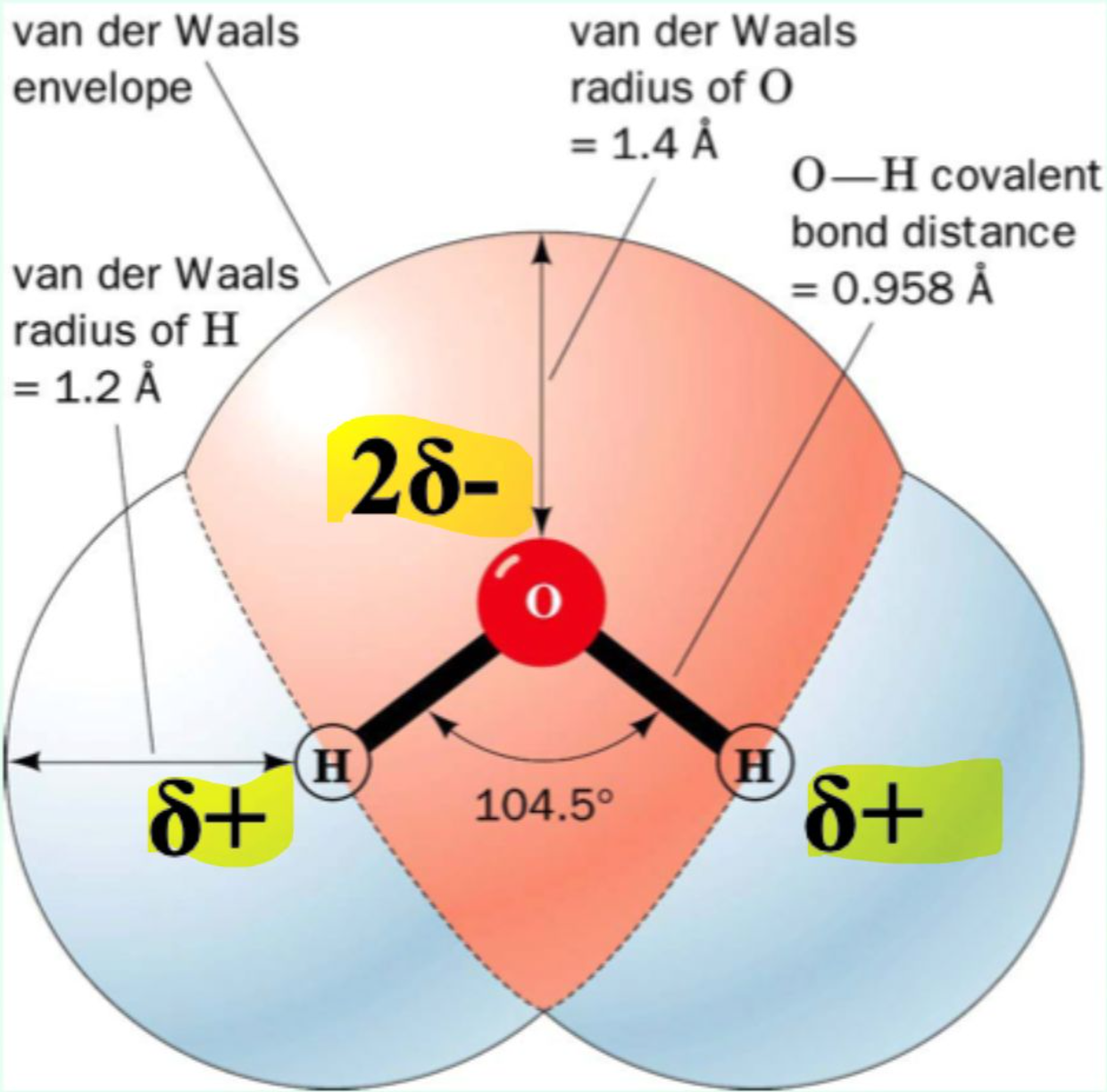 <p>Oxygen is <strong>more electronegative</strong>, pulling electrons toward itself → <strong>δ⁻ on O, δ⁺ on H</strong>.</p>