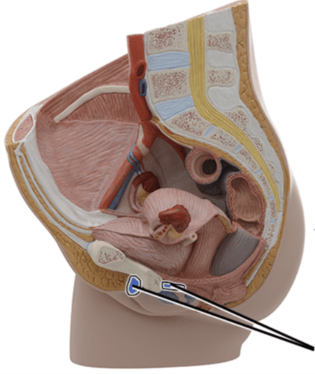 <p>What part of the female reproductive system is this?</p>