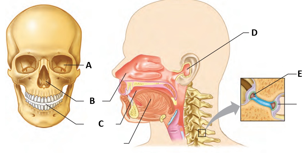 <p>What is the name for letter E?</p>