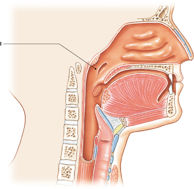 <p>Identify the portion of the pharynx labeled "I." </p>