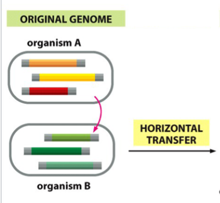 <p>genetic innovation (result) of horizontal transfer</p>