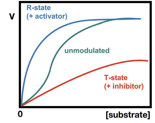 <p>Relaxed state - heightened affinity, cooperativity</p><p>Tense state - reduced affinity, inhibition</p>