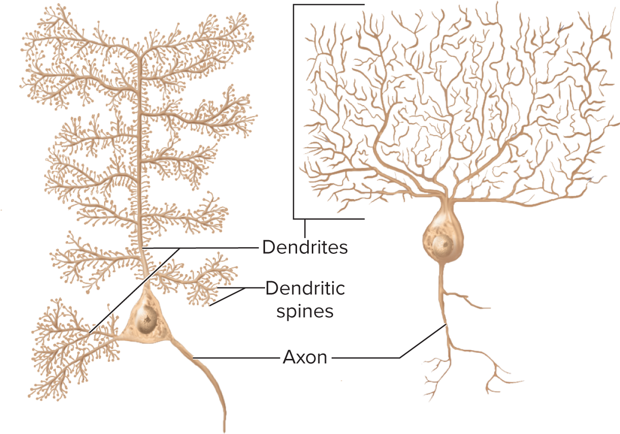 <p>Structural Class: Multipolar neurons are those, like the preceding, that have </p>