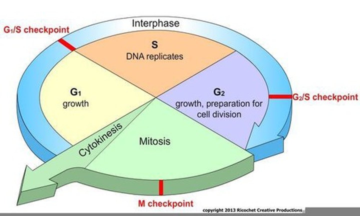 <p>Process for growth, repair, and reproduction.</p>