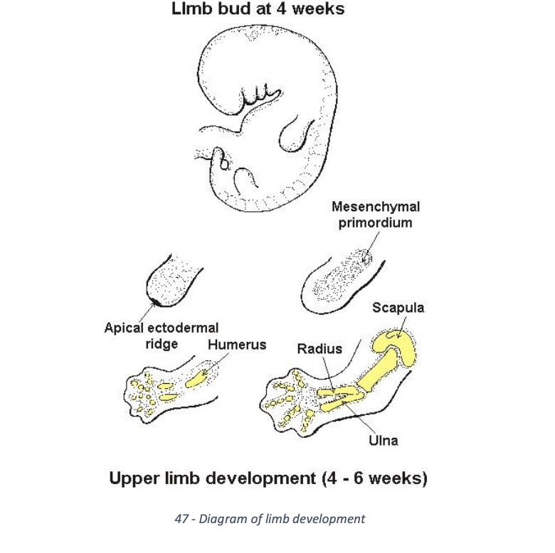 <ul><li><p>upper and lower limb appear at week 4 </p></li><li><p>ectoderm at tip of bud intro by mesoderm to form apical extodermal ridge </p></li><li><p>this structure directs growth of limb and prolifeartion of mesenchyme </p></li></ul><p></p>