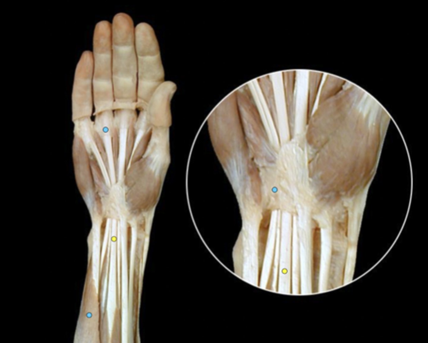 knowt flashcard image