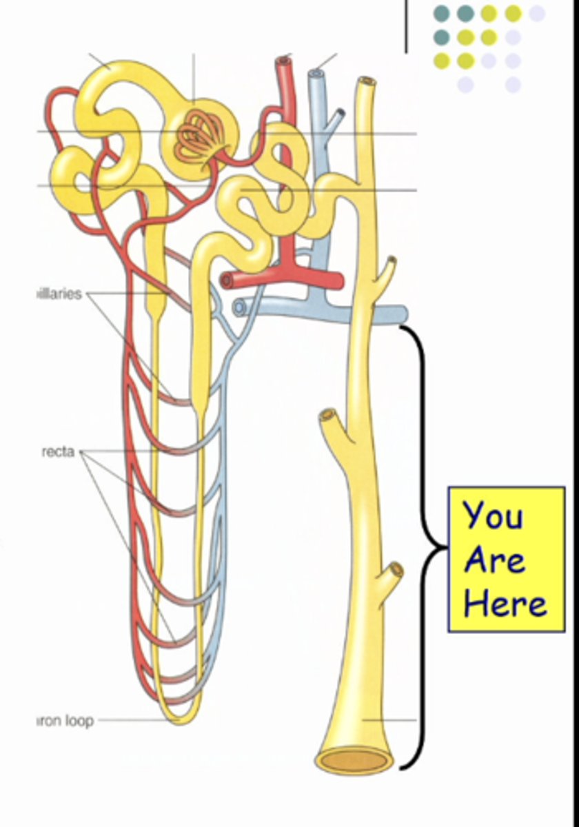 <p>-generate hypertonic interstitial fluid in confined compartment (renal medulla)</p><p>-water permeable tube (collecting duct)</p><p>-osmosis to drive water from tubule lumen</p>