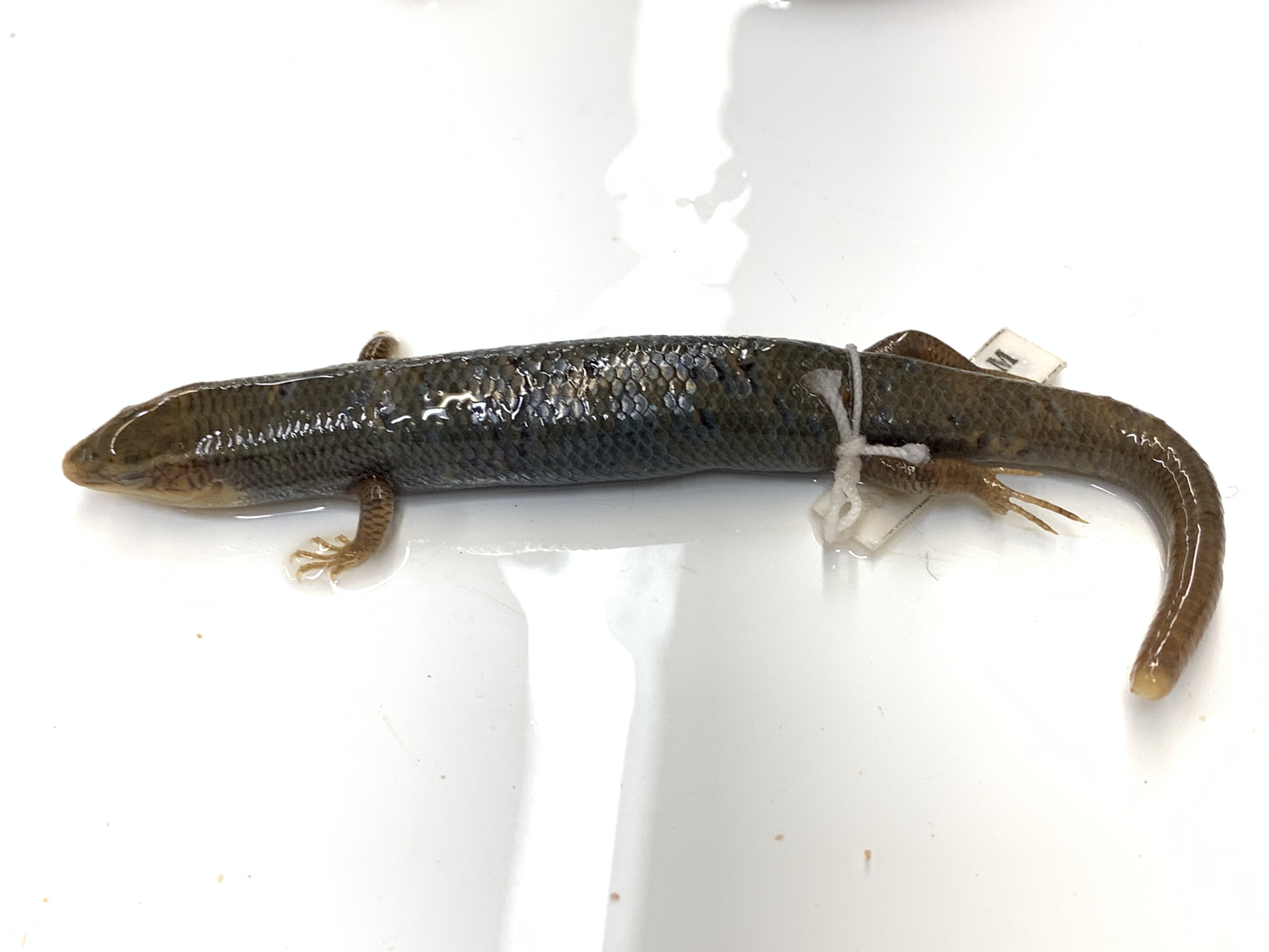 Clade, Family, Genus sp. 