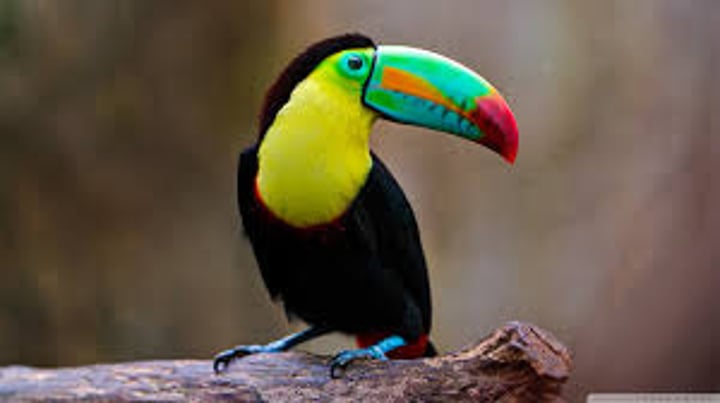 <p>toucan</p>