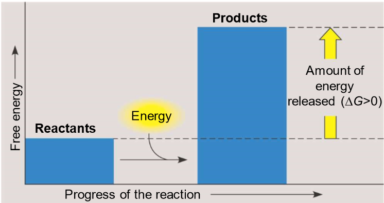 <p>-endergonic (work)</p><ul><li><p>reactants have less energy than products, delta G is &gt; 0</p></li></ul><p>-endothermic (heat)</p><p><strong>these reactions are NON-spontaneous</strong></p><p></p>