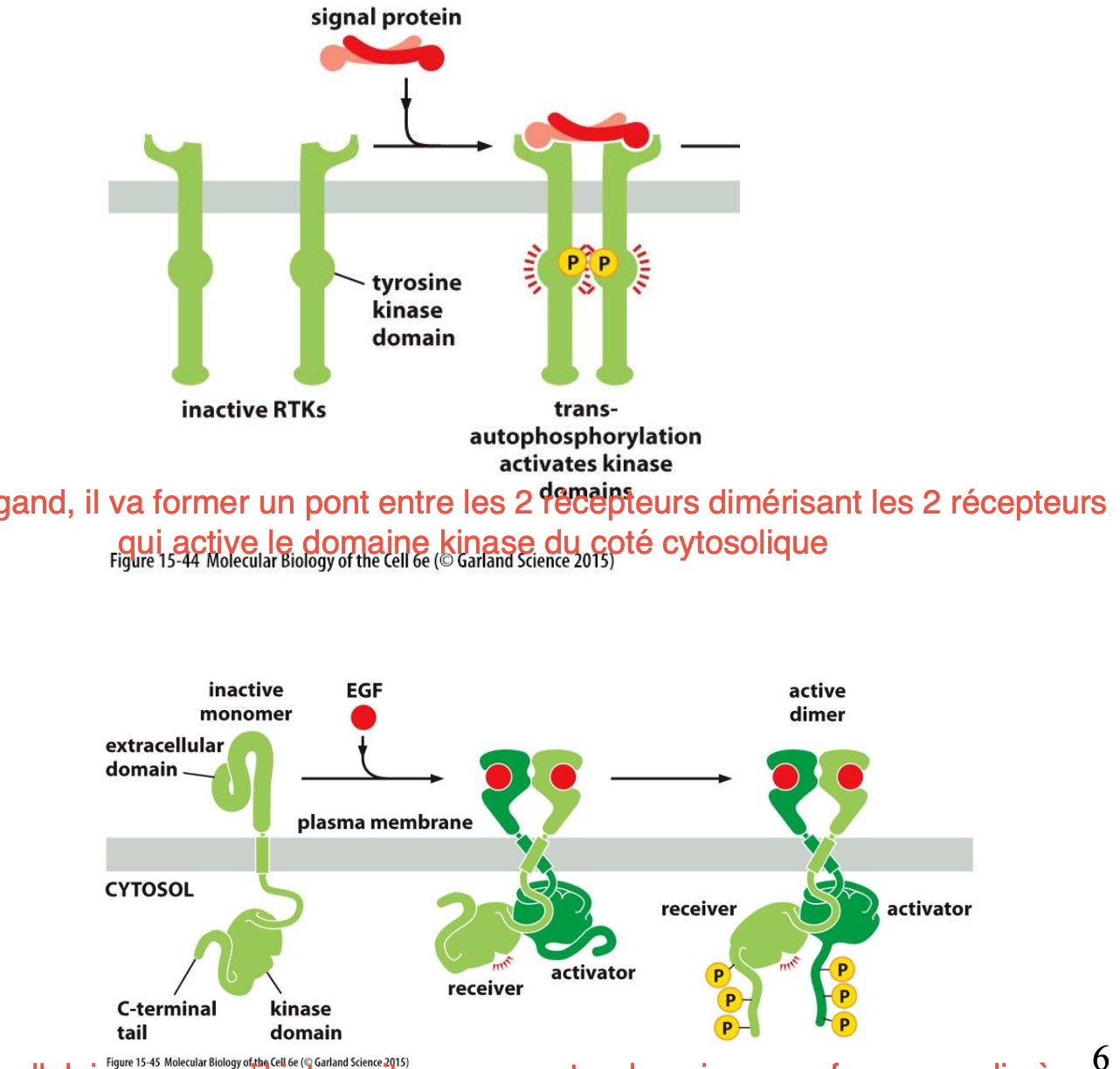 <ul><li><p>Liaison avec un ligand qui fait un pont entre les deux RTK et les dimérisent</p></li><li><p>Liaison avec le ligand permettant de changer la conformation pour qu’ils puissent se dimériser.</p></li></ul><p></p>