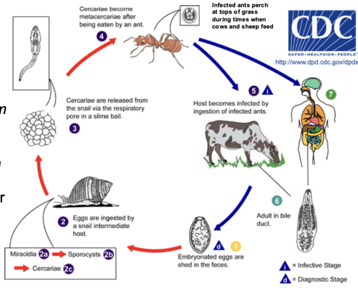 <p>What does the lancet fluke, Dicroelium dendriticum from class Trematoda do?</p>