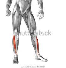 Action: dorsiflexes and inverts foot