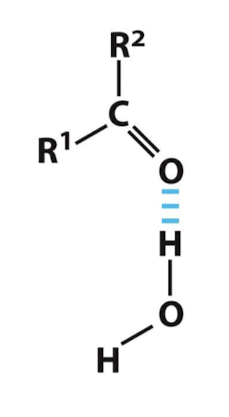 <p>Water as the hydrogen bond donor</p>