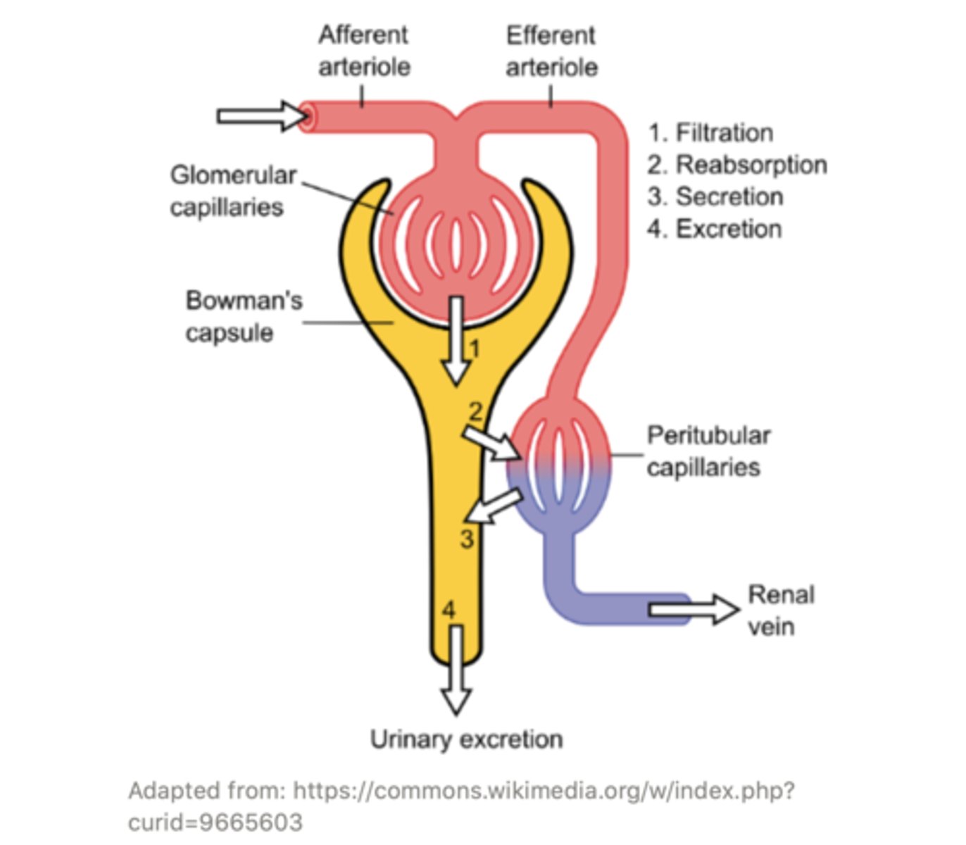 <p>efferent arteriole</p>
