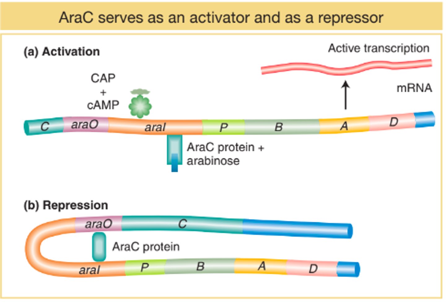 <p>GFP system--- only turned on when Arabinose is present in growth medium</p>