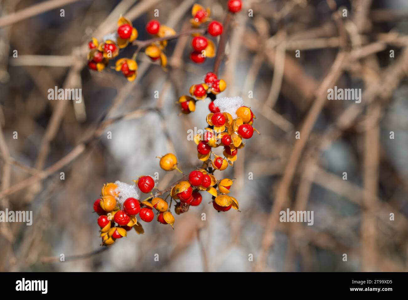 <p>Bittersweet (winter)</p>