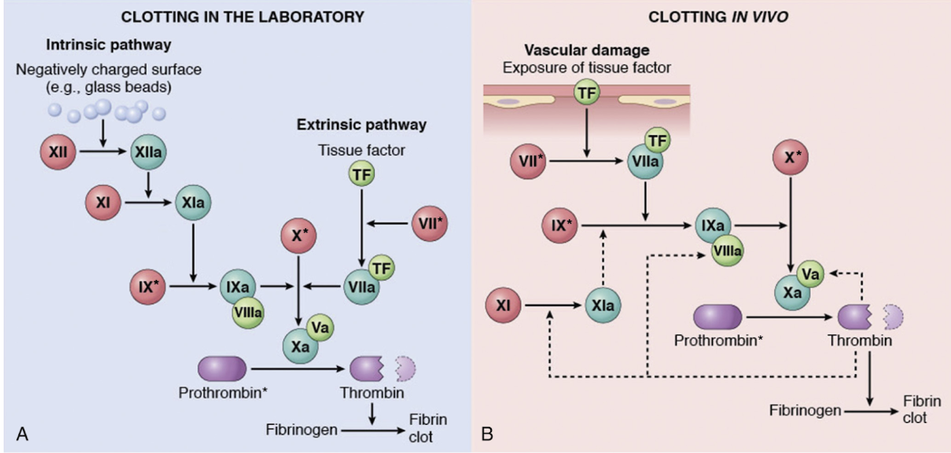 <p>Koagulationsfaktorerna är <strong>serinproteaser</strong> som kräver enzymatisk aktivering för att kunna aktivera sitt substrat (en annan koagulationsfaktor). Det är en Ca<sup>2+</sup>-beroende reaktion; binder till <strong>γ-karboxylerad glutaminsyra.</strong></p><p>Det finns två aktiveringsvägar:</p><ul><li><p><strong>Intrinsic</strong>: Negativt laddad yta, tex trombocyt eller främmande kropp, binder och aktiverar faktor VII → kaskad. In vivo är denna väg oväsentlig för koagulation. </p></li><li><p><strong>Extrinsic</strong>: Tissue factor (TF), ett glykoprotein på subendotelial celler; SMC eller fibroblaster, binder faktor VII och fungerar som en kofaktor → kaskad. Inhiberas av TFPI.</p></li></ul>