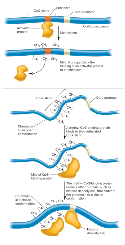 <ul><li><p>Methylation inhibits binding of an activator protein</p></li><li><p>Methyl-CpG-binding protein recruits other proteins that change chromatin to closed conformation</p></li></ul><p></p>