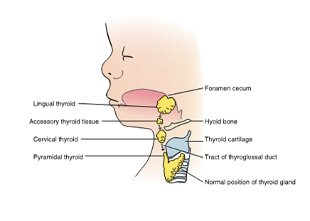 <ul><li><p>thyroid gland</p></li><li><p>later this duct will close off and become obliterated before birth </p></li></ul><p></p>