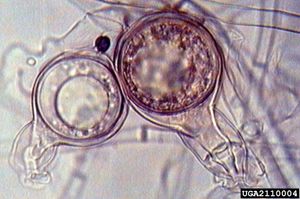 <p>CLASS of protists that have filamentous form</p><p>→ HETEROKANT </p><p>→ saprotrophic</p><p>→ cell walls of cellulose</p><p>→ heterokont flagella</p><p>→ Gametic Life Cycle</p><p>→food storage is glycogen</p>