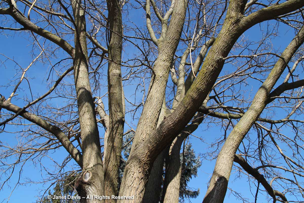 <p>straight fissured flat bark (smooth when young), polmorphic leaves (mitten, tri-lobe, single), serrated leaves, longer raspberry like fruit, used for jams</p>