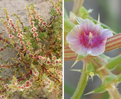 <ul><li><p>tumbleweed</p></li><li><p>encroachment: increase in density and coverage in former grasslands from overgrazing, climate change, and fire supression</p></li><li><p>native in Asia</p></li><li><p>survives where irrigation of crops provides source of summer water</p></li></ul><p></p>