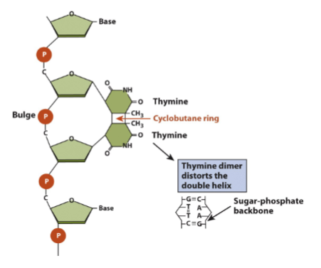 <p>UV radiation cleates cyclobutane ring btw thymines →<strong>T-T dimer</strong> impacting double helix and  block transcription and replication</p>