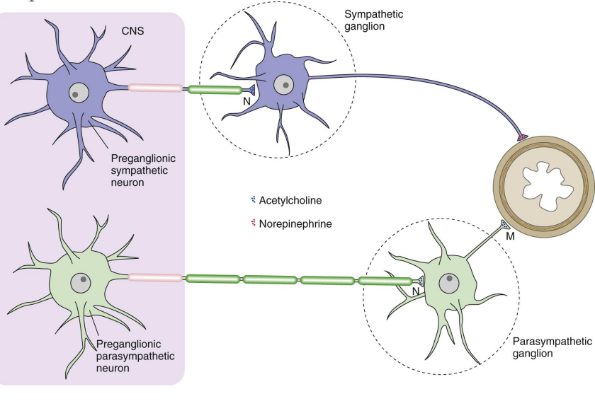 <p><strong>– Nicotinic receptors </strong></p><p>• act on ion channel (FAST)</p><p>• mediate fast EPSPs </p><p>• e.g., excitatory at neuromuscular junction </p><p></p><p><strong>– Muscarinic receptors </strong></p><p>• use 2nd messenger (SLOW)</p><p>• postganglionic parasympathetic synapses </p><p>• e.g., inhibitory at heart</p>