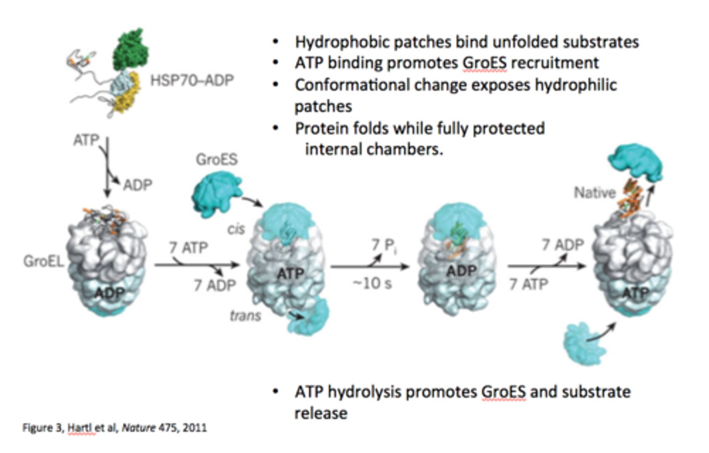 <p>an unfolded or partially folded polypeptide binds to hydrophobic patches on the apical ring of alpha7 subunits, followed by ATP binding, forced protein unfolding, and GroES association.</p>