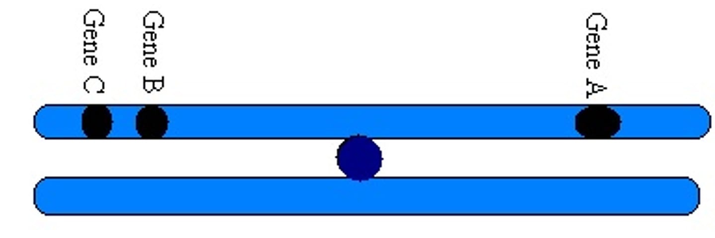 <p>the closer two genes are on a chromosome, the less likely they are to be separated by genetic recombination</p>