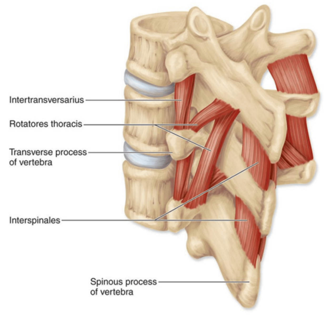 <p>origin:</p><p>T.P. of vertebra</p><p>Insertion:</p><p>S.P. of superior vertebra</p>