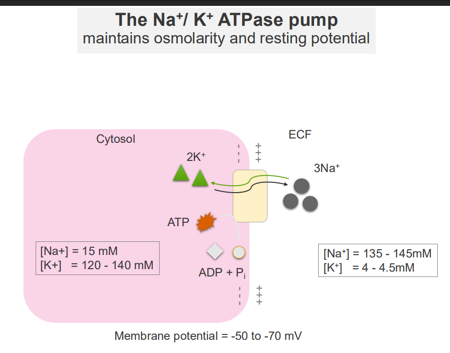 <p>- maintains osmolarity and resting potential</p>