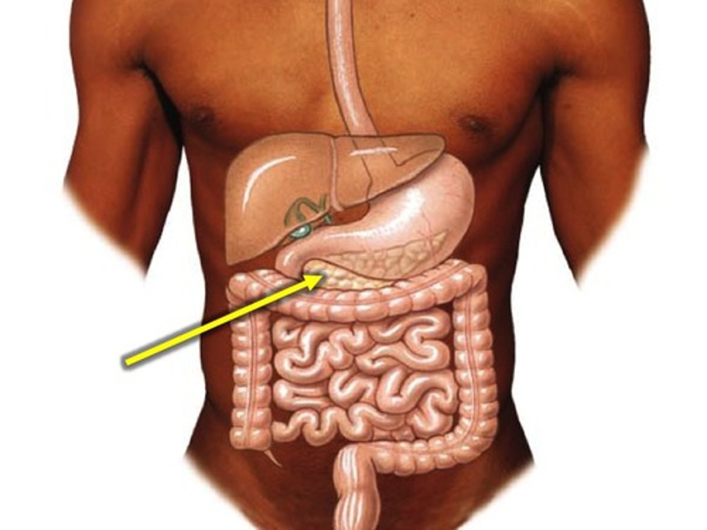 <p>gland that secretes pancreatic juice into the duodenum, where it mixes with bile to digest food</p>