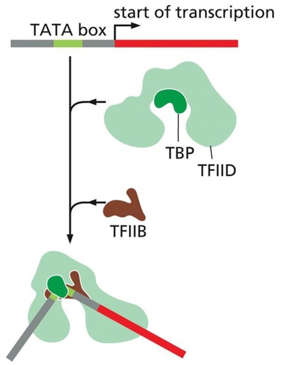 <p>They assist with low-level transcription of many genes.</p>