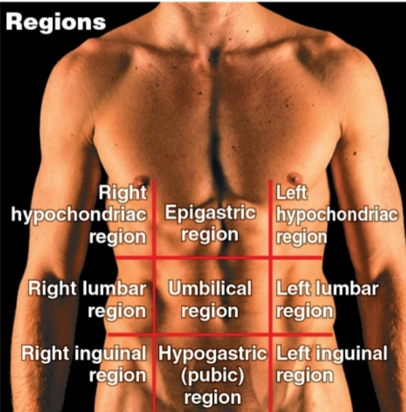 <p>The <strong>abdominopelvic quadrants</strong> is used by clinicians to describe locations of patient pains, aches, or injuries, whereas the <strong>abdominopelvic regions </strong>is used by anatomists to describe precise location &amp; orientation of internal organs</p>