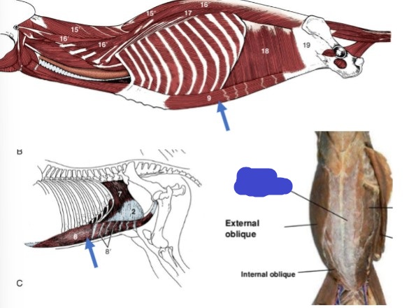 <p>most ventral abdominal muscle, long and narrow</p><p>Origin: pubis</p><p>Insertion: costal cartilage</p>