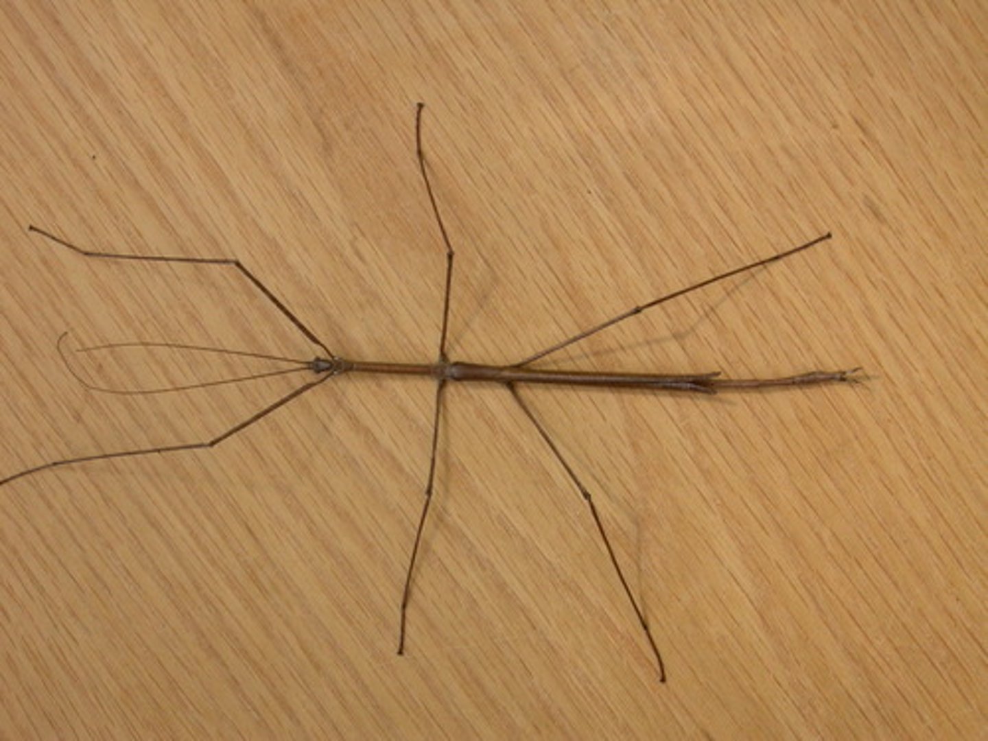 <p>walking sticks, cryptic, hide variable</p><p>cryptic flat and wide, long slender, prothorax small, long length due to long meso/metathorax, mostly wingless, obvivorous, mimicry to represent plants</p>