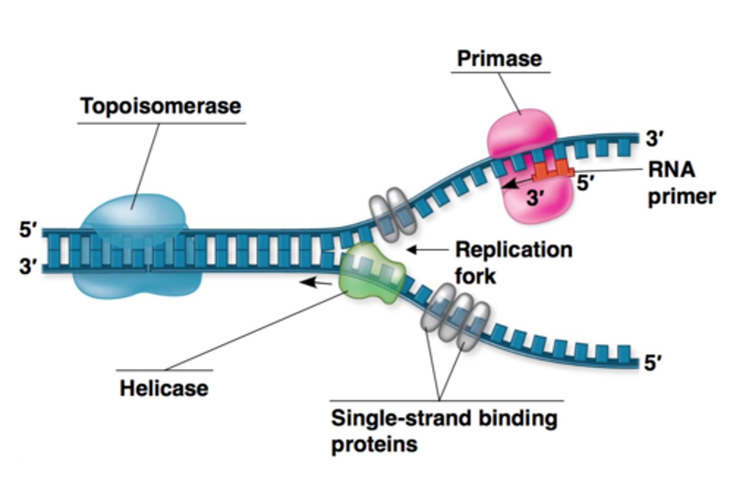 <p>replication forks</p>