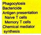 <p>macrophages and dendritic cell actions in initiation stage and advanced stage of pulpal inflammation</p>