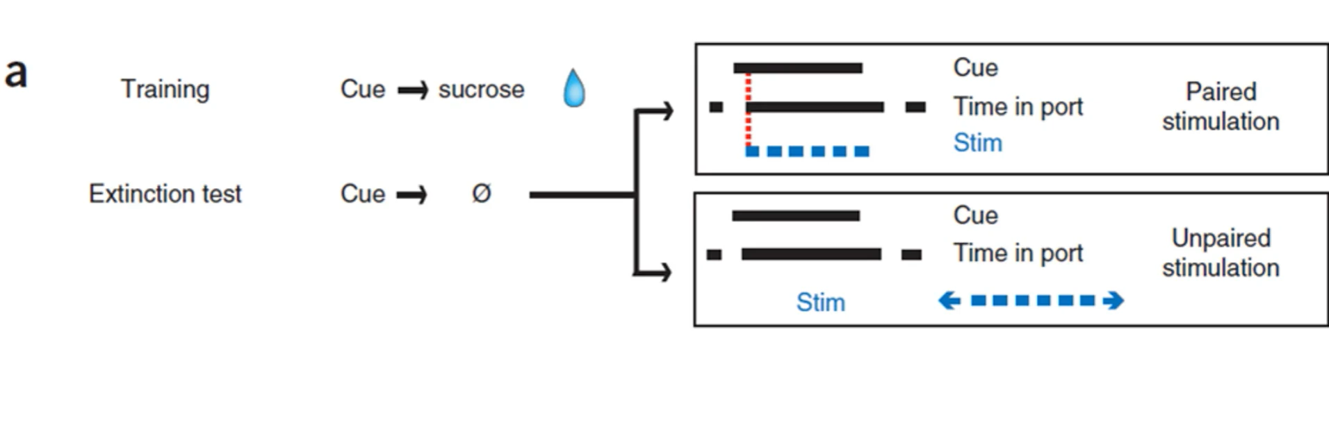 <p>describe the extinction experiment&nbsp;<strong>Steinberg et al. 2013</strong></p>