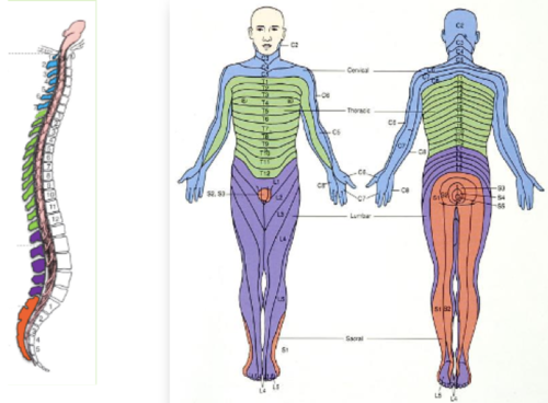 -regions of the body's surface that get innervated by a specific pair of spinal nerves 
-don't need to memorize certain ones but should know the general areas of the body