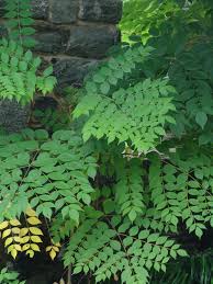 <p>Devil’s walking stick</p>