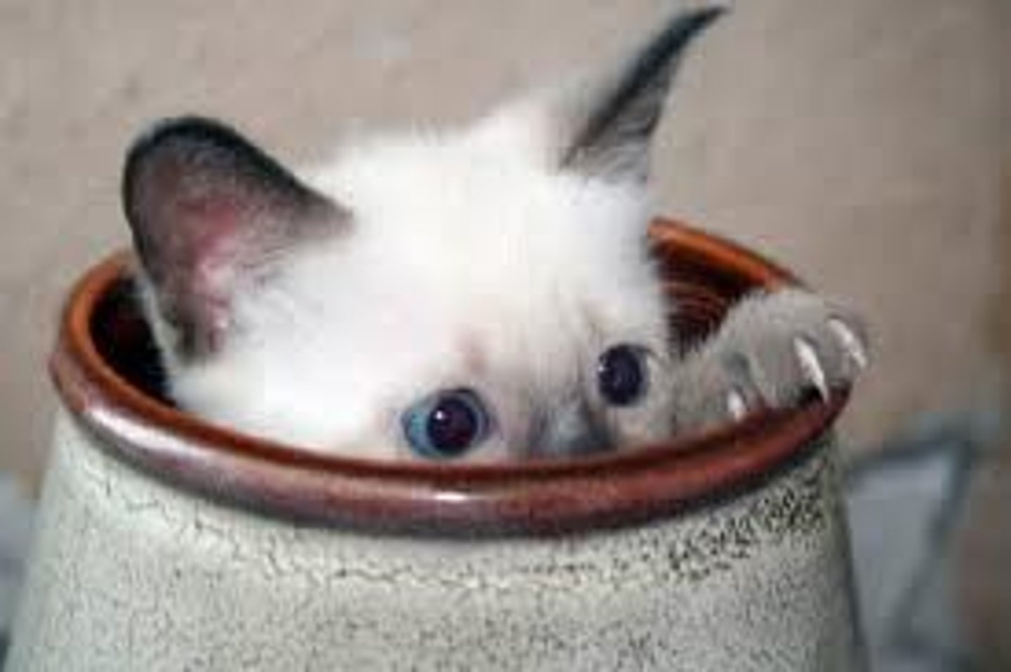 <p>to hide, conceal</p>