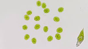 <p>green algae </p><p>flagellated cells. </p><p>Some unicellular </p><p>filamentous</p><p>colonial </p><p>multicellular bodies.</p>