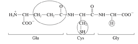 <p>Glutathione → present in most cells → tripeptide&nbsp;</p>
