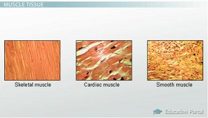 <p>example for muscle tissue</p>